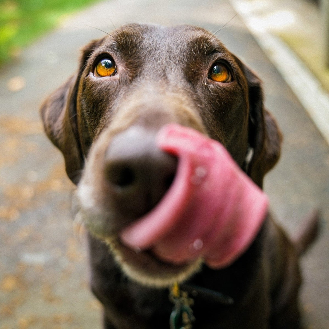 What can I put on my dog's lick mat? - Deals Lab